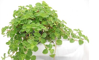 Creeping Charlie Plant