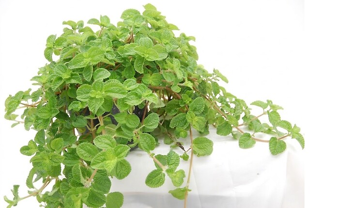 Creeping Charlie Plant