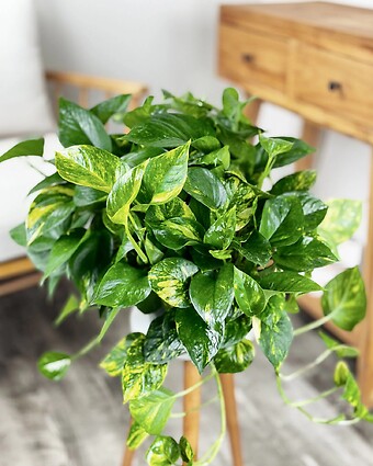 Golden Pothos